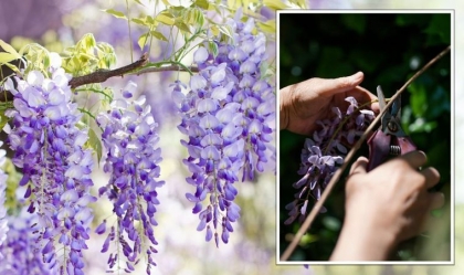 taille de la glycine conseils et astuces