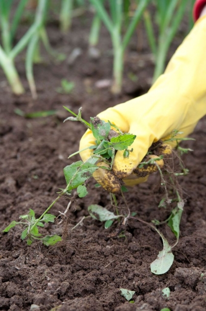 tuer les mauvaises herbes
