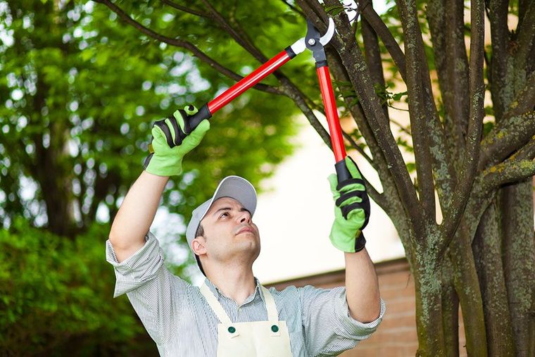 Arbres et plantes du jardin à ne surtout pas tailler en automne