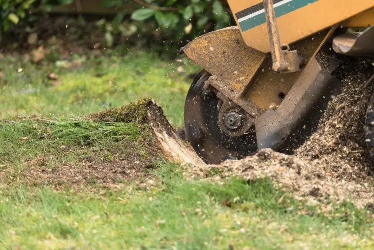 Comment détruire une souche d arbre rapidement
