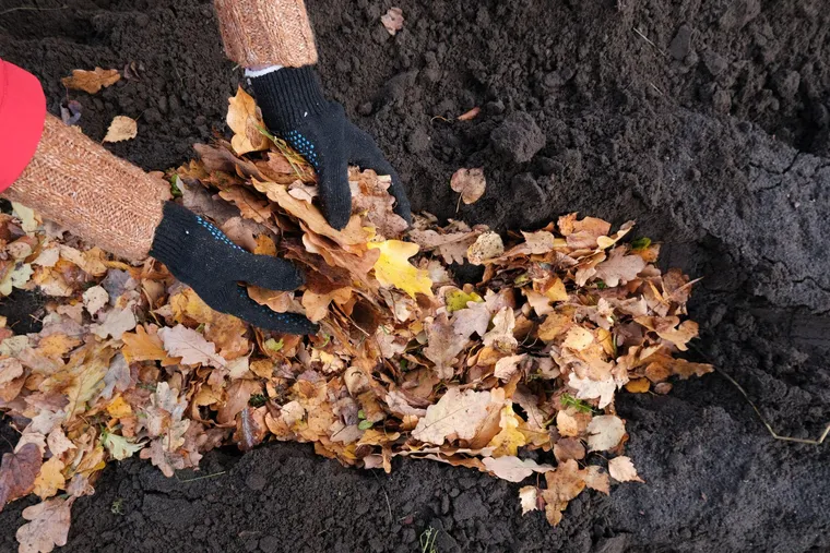 Comment nourrir et protéger le sol avec des feuilles