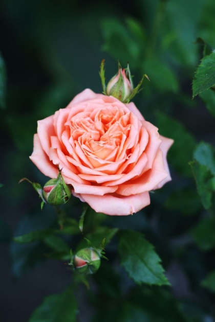 Conseils pour booster la floraison des roses en automne !
