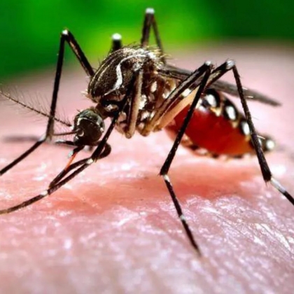 Les moustiques Certaines personnes sont des aimants une étude révèle