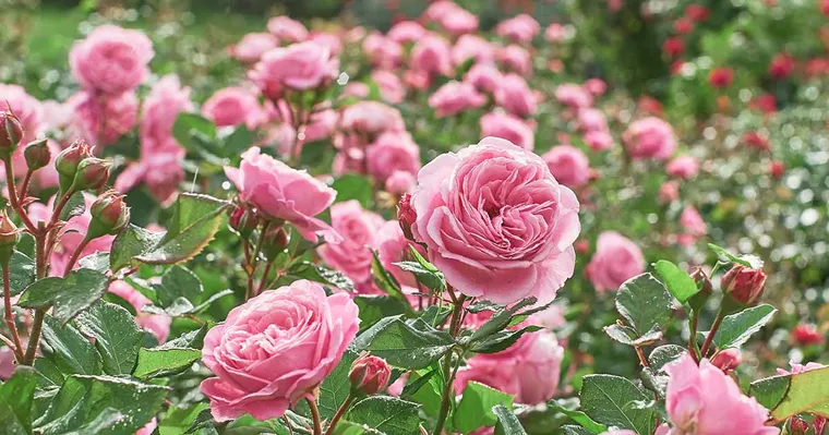 Luzerne pendant la période de floraison des roses