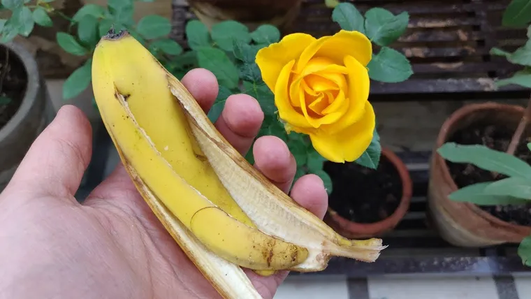 Peaux de banane pour floraison des roses