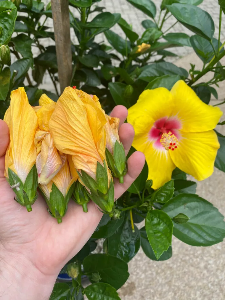 Plante d’hibiscus d'hiver - Feuilles jaunes normales