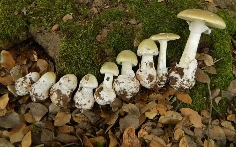 amanite phalloïde champignon le plus dangereux en france