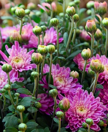 chrysanthèmes violets robustes pot
