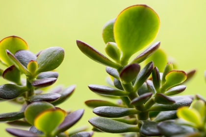 comment arroser la plante de Jade