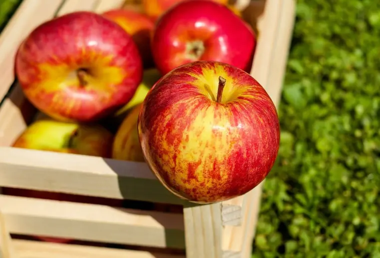 comment conserver les pommes au congélateur 
