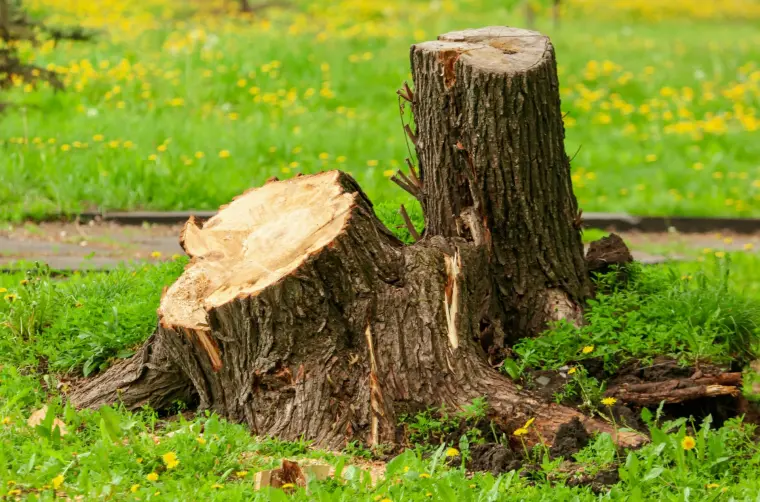 comment détruire une souche d'arbre