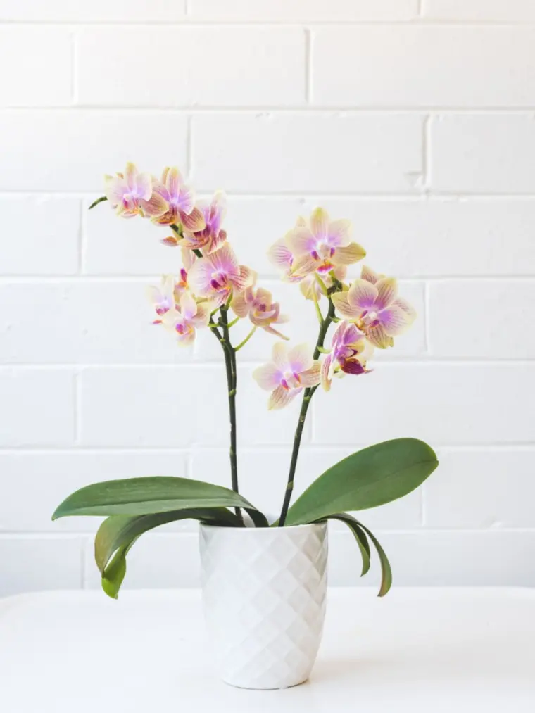 comment entretenir une orchidée d'intérieur 