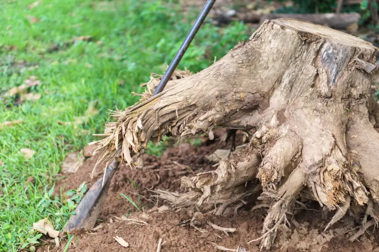 comment faire pour détruire une souche d'arbre 