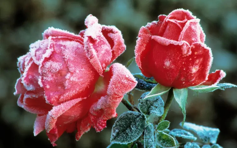 comment tailler les rosiers buissons