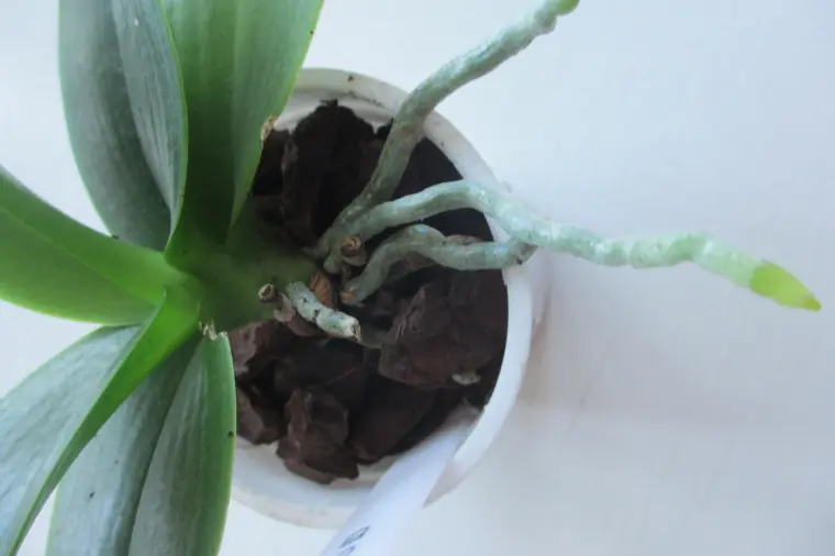 couper racines orchidée à l'air libre 