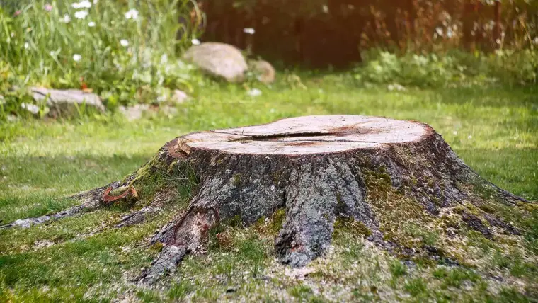 détruire une souche d'arbre avec du vinaigre blanc 