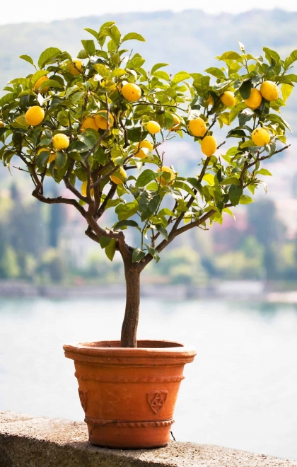 engrais naturel maison pour citronnier