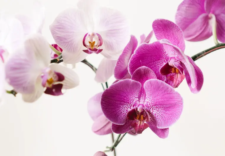 entretenir une orchidée astuces 