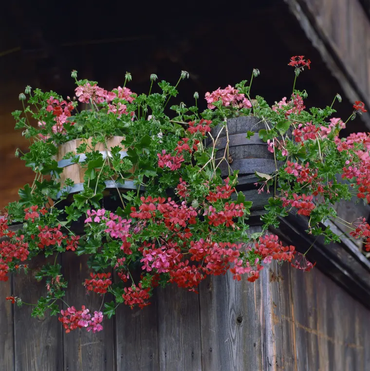 favoriser la floraison des géraniums en automne lumière emplacement