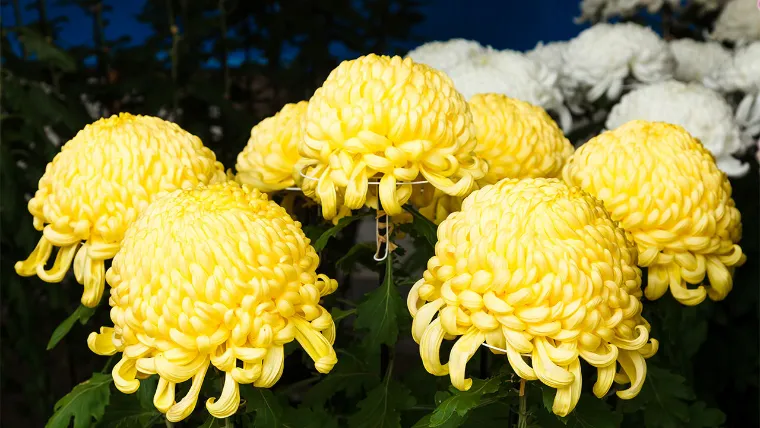 fleurs encurvées couleur jaune