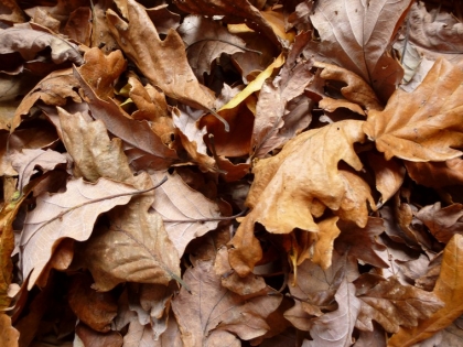 les feuilles mortes que faire