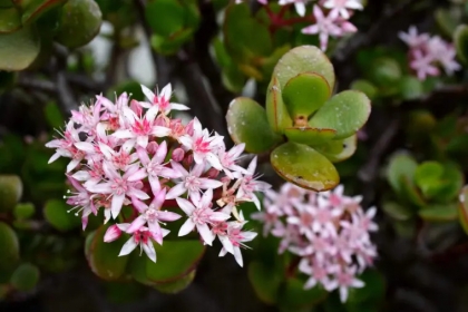 plante de jade astuces