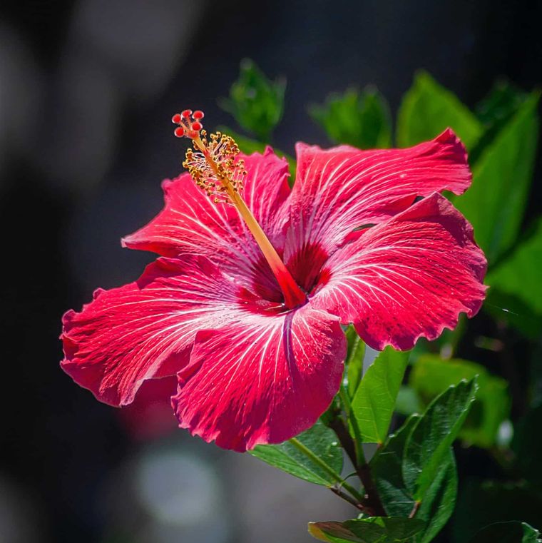 plante d'hibiscus