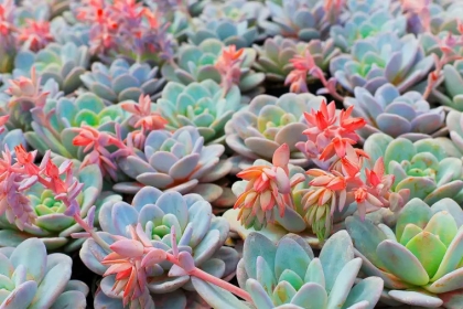plante grasse extérieur plein soleil