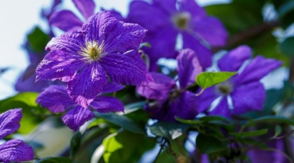 plante grimpante ombre jardin
