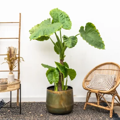 plante oreille éléphant en pot soins