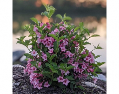 plante resistant au gel et a la secheresse jardin aménagement