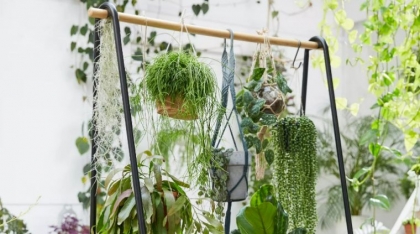 plante suspendue intérieur idées