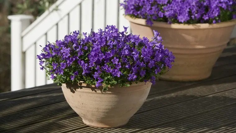 planter des campanules en jardinière