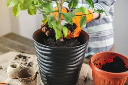 pourquoi transplanter un agrume