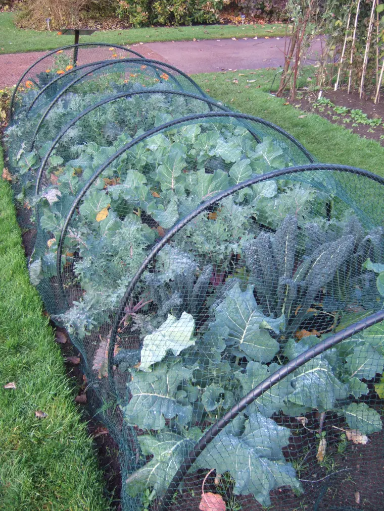 protection des plantes et légumes des gelées en octobre