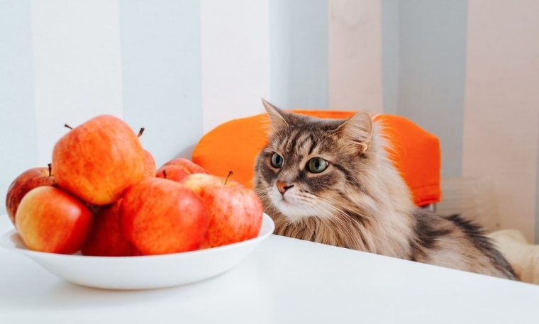 quel aliment humain donner à son chat