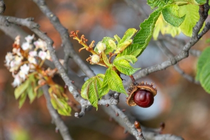 quelle différence châtaigne marron