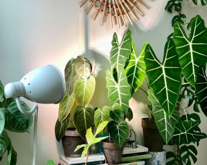 quelles plantes pour intérieur sombre