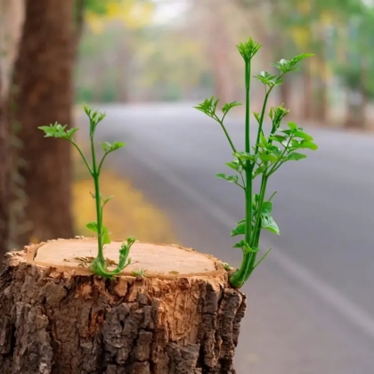 souche arbre astuces simples