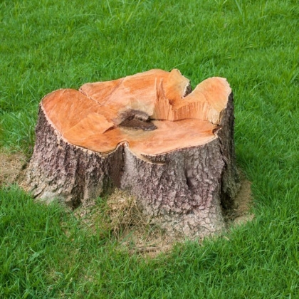 souche d'arbre