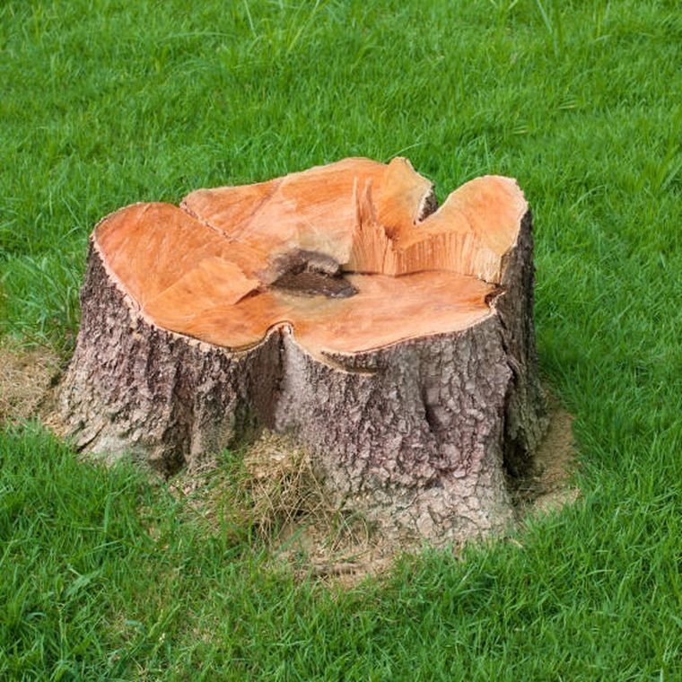 souche d'arbre
