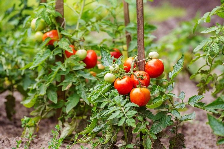 tomates récoltes tout savoir