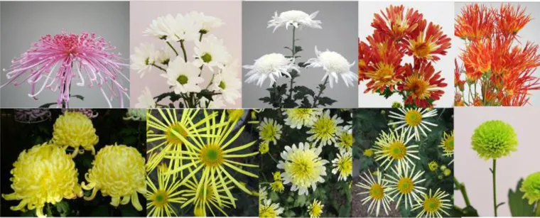 types variétés de chrysanthèmes