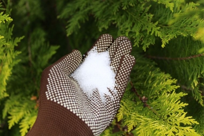 utilisation du sel dans le jardin