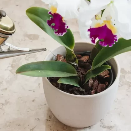 Comment fertiliser les orchidées pour une belle floraison