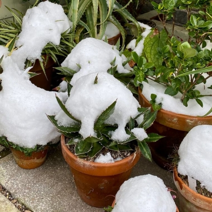 Comment protéger ses plantes en pot au balcon en hiver