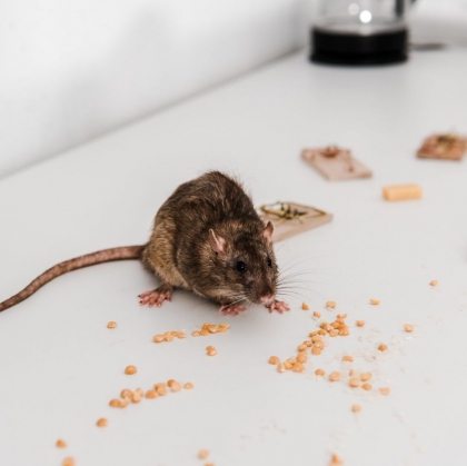 Comment se débarrasser des rats dans la maison rapidement
