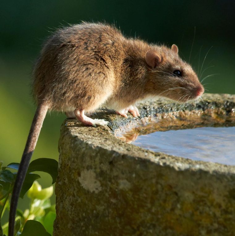Comment se débarrasser des rats dans le jardin Astuces grand-mère
