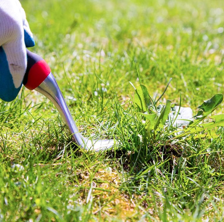 Comment tuer les mauvaises herbes au jardin sans produit chimique