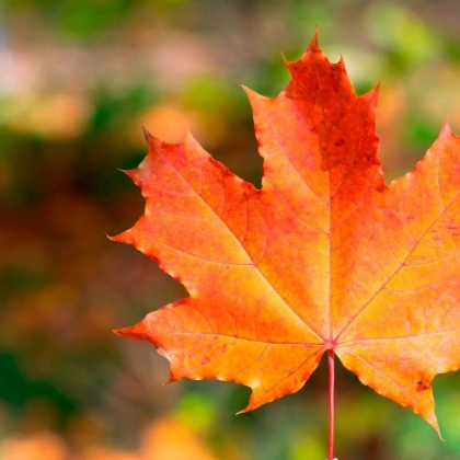 Feuilles d'automne - Faut-il les ramasser ou les laisser sur place